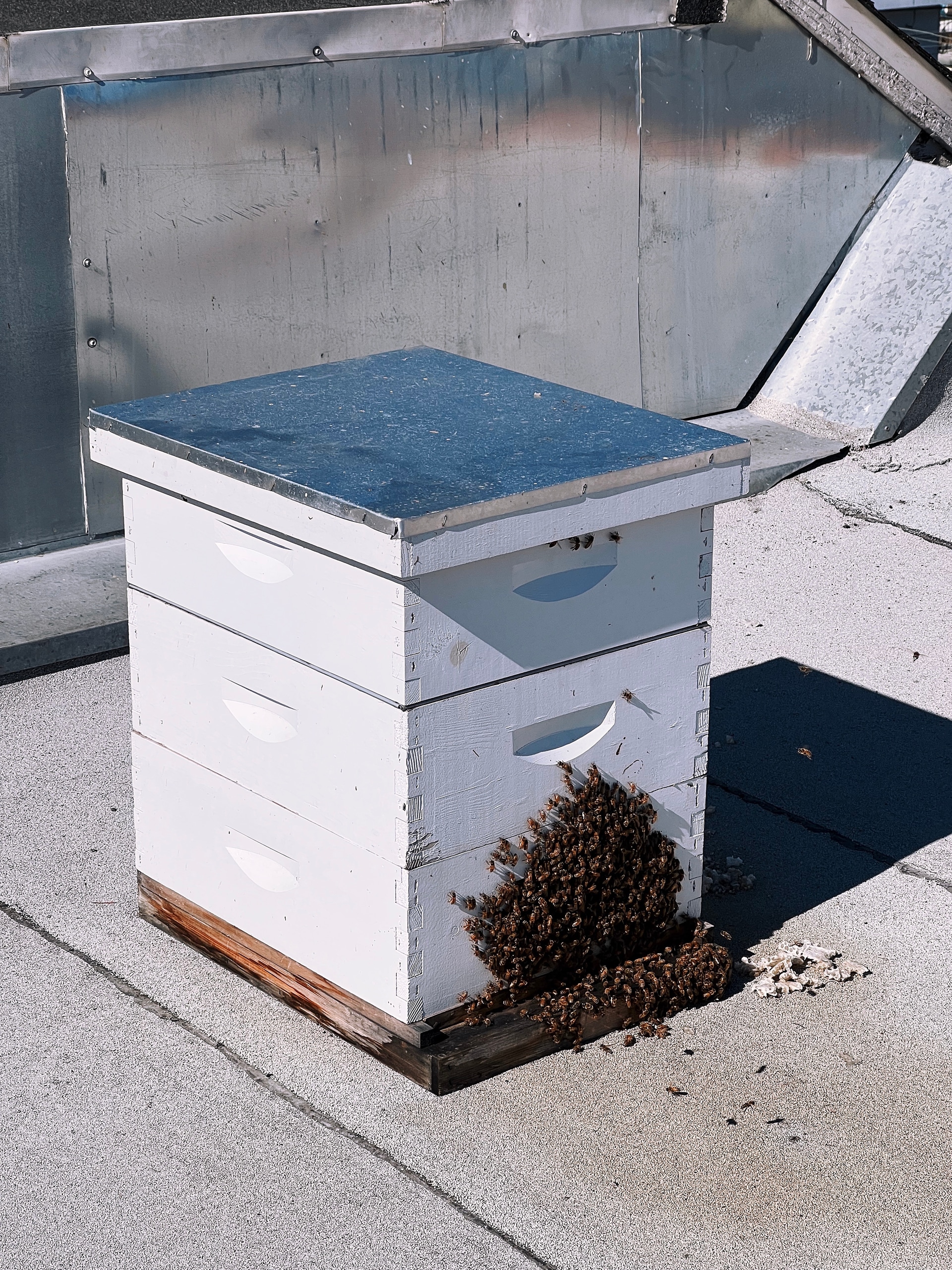 Bearded hive